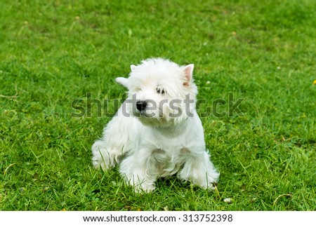 West Highland White Terrier stands. The West Highland White Terrier stands on the grass.