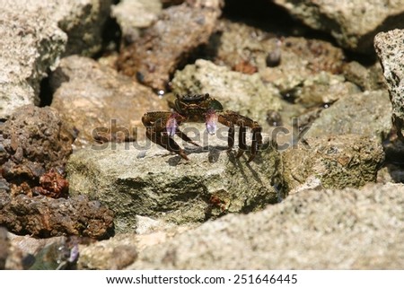 Purple Swift-footed Shore Crab sits on rock pool ledge