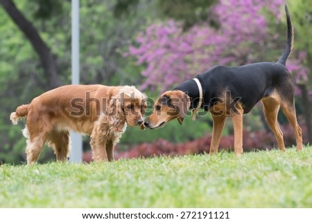 Cocker spaniel and hunt dog meet at the park
