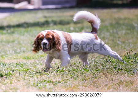 Cute dog king Charles dog at a park.
