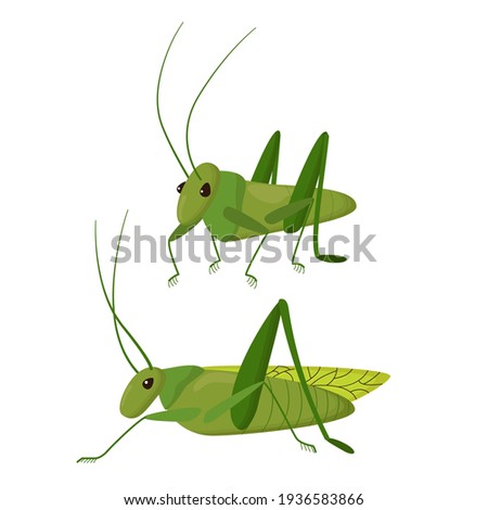 Green insect on a white background. cute character Grasshopper.