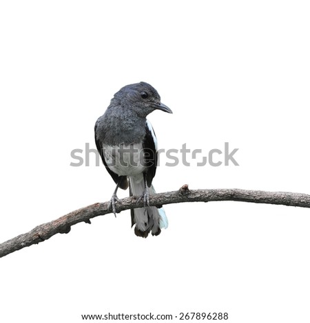 Oriental Magpie Robin (Female) isolated on white background