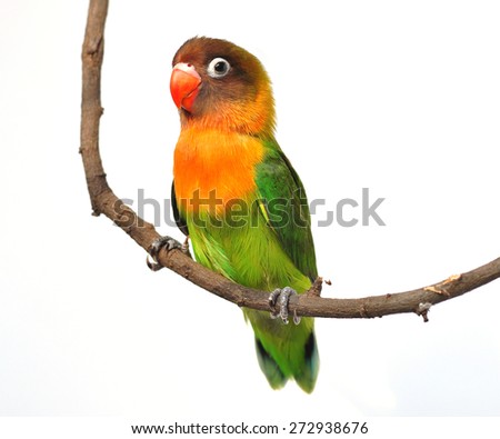 a beautiful green parrot lovebird isolated on white background