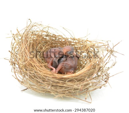 (the growth of birds feather and wings between 2nd-3rd day) newborn bird, nestling in the nest and feather wings growth story of new born of bulbul bird which see in Thailand