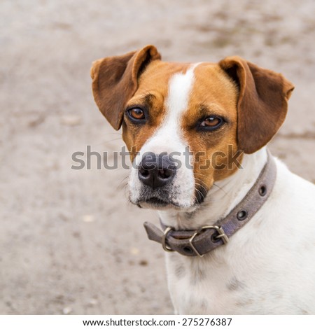 portrait of muzzle dog close up background