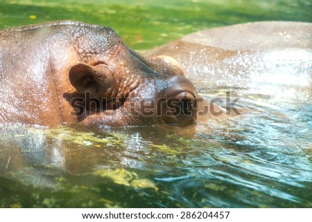 The face body part of hippo holding head above water.