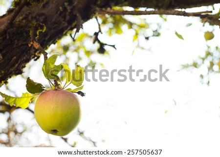 Green apple hanging low on the tree make a tempting treat 商業照片 © 