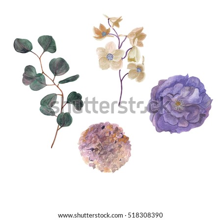 Watercolor painting flowers rose, hydrangea and eucalyptus branch on white. Design for invitation, wedding or greeting cards