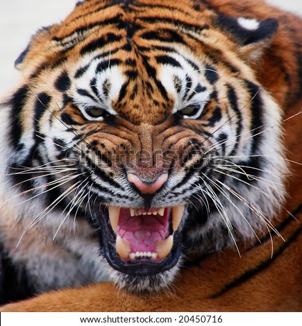 close up of a tiger\'s face with bare teeth Tiger Panthera tigris altaica