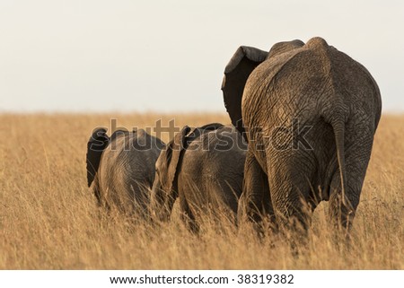 Elephant mother with babies in wild