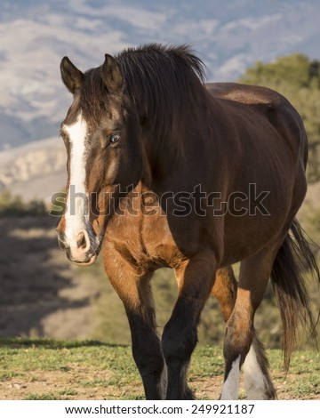 Big Bay Irish Draft horse walking toward camera with ears pricked. Diagonal white stripe on face, Blue eye. Scenic background.