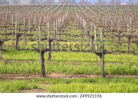 Rows of bare grape vines at a vineyard in Santa Ynez, California