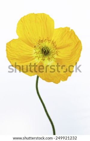 Similar – Image, Stock Photo Yellow flowers Iceland poppy in front of bright blue