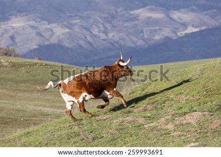 Red and White Longhorn Bull runs up a green hill in scenic Santa Ynez, California