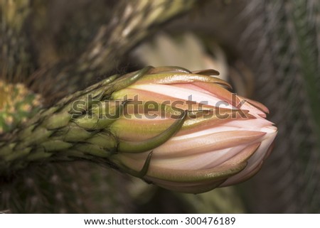 Fresh bud of a San Pedro Cactus, sepals and petals like fingers reaching towards the light.  Macro shot of the bud with other cactus parts in background.