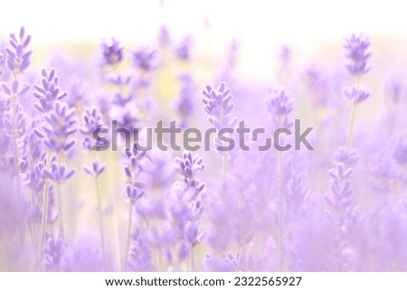 Similar – Image, Stock Photo Selective focus of lavender flowers