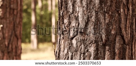 Similar – Image, Stock Photo Pine tree forest on a sunny summer day