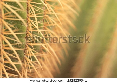 Similar – Image, Stock Photo Cactus spines close up