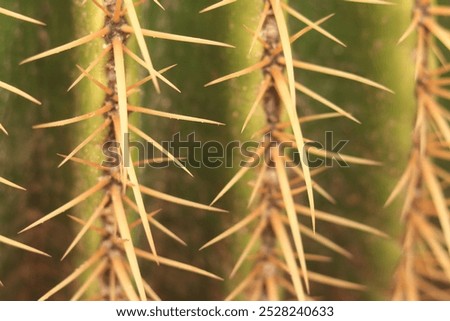 Similar – Image, Stock Photo Cactus spines close up