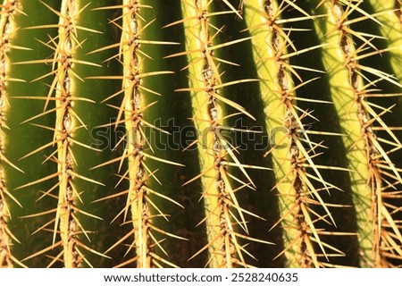 Similar – Image, Stock Photo Cactus spines close up