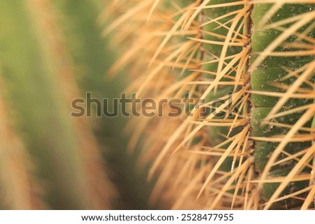 Similar – Image, Stock Photo Cactus spines close up