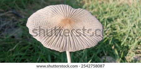 Similar – Image, Stock Photo Toadstools close up