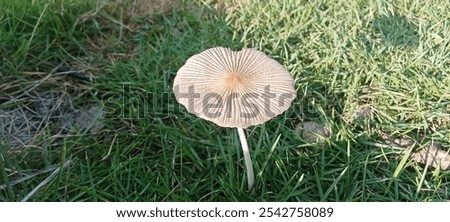 Similar – Image, Stock Photo Toadstools close up