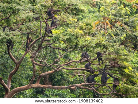 Here, a large chimpanzee sub-group rests and observes the nearby waters edge  from the tree canopy, often making distress calls informing other members of the group.