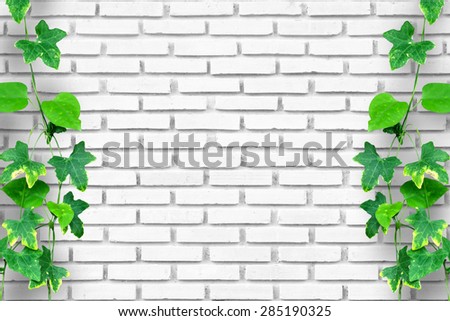 Climber plant with white brick wall background