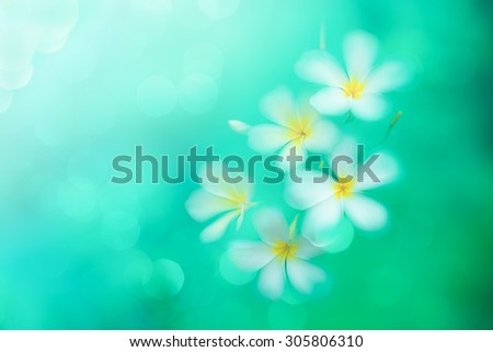 Blur plumeria flower with bokeh background, Soft image plumeria flower with blur bokeh background, Soft focused flower with blur turquoise background, Blur beautiful nature background