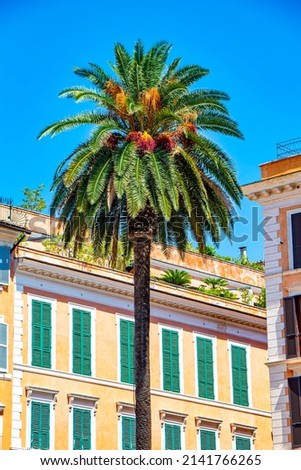 Palms tree in sunny Rome, Italy. European-style windows with wooden shutters. Foto stock © 