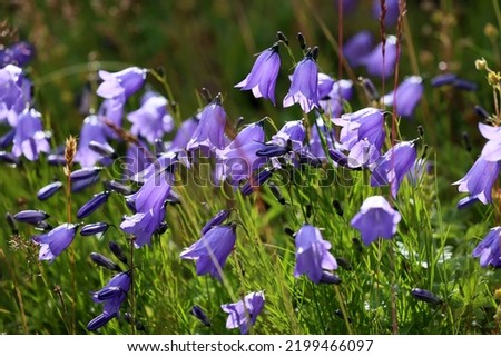 Similar – Foto Bild Blaue Glockenblume am Wegrand mit unscharfen Steinen im Hintergrund