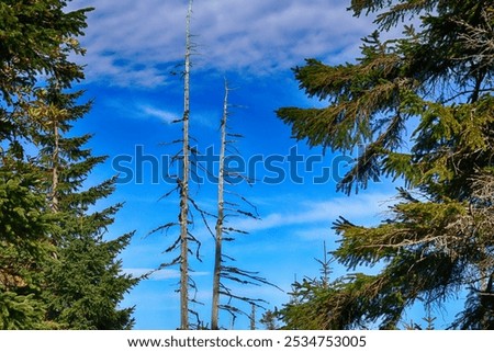 Similar – Image, Stock Photo Two dead trees by a muddy lake shore