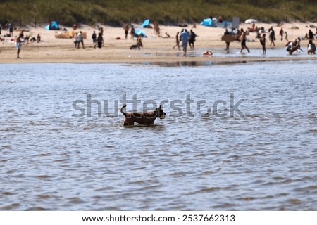 Similar – Image, Stock Photo Funny face through water glass