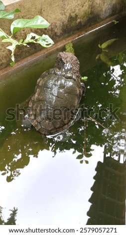 Similar – Image, Stock Photo four legged animal Animal