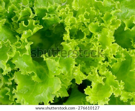 Fresh green lettuce background.