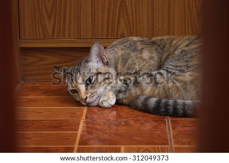 Cat, cute funny cat close up, relaxing cat, cat resting, cat sleeping, elegant cat in colorful wooden texture blur background.