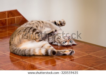Cat, cute funny cat close up, relaxing cat, cat resting, cat sleeping, elegant cat in colorful wooden texture blur background