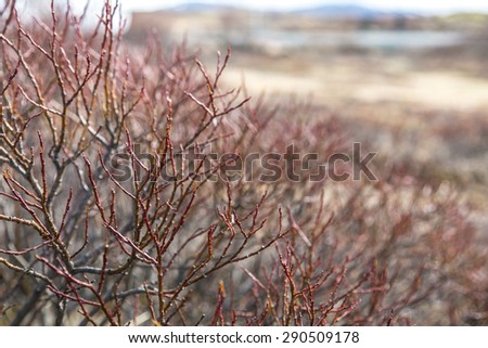 Iceland/ April 2015. Brush branches. As the winter escape Iceland, the snow disappeared and the plants start showing off its texture. The photo focus on foreground branches.