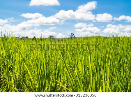 Rice field, green grass field and blue sky landscape