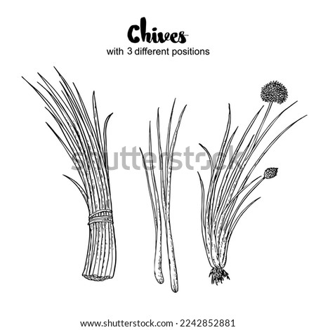 Chives vector, drawing, engraving, ink, line art, vector. Illustration of Hand Drawn Sketch Flowering Garlic Chives or Allium Tuberosum Isolated on White Background