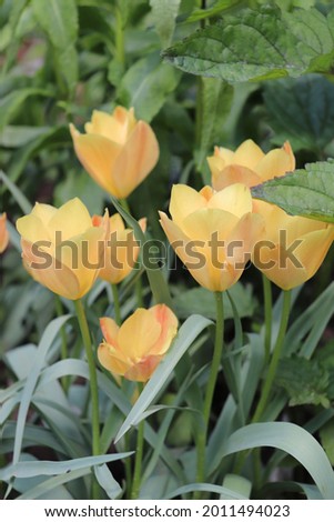 Similar – Image, Stock Photo Dwarf tulip Elegant