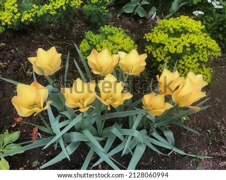 Similar – Image, Stock Photo Dwarf tulip Elegant