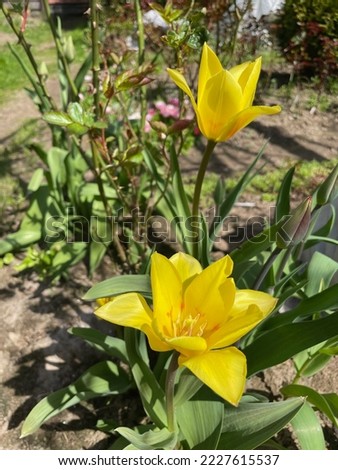 Similar – Image, Stock Photo Dwarf tulip Elegant