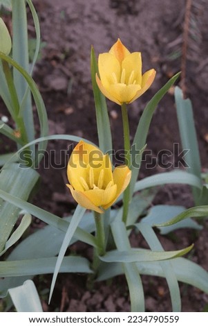 Similar – Image, Stock Photo Dwarf tulip Elegant