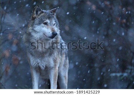 Similar – Image, Stock Photo Vulnerable Animal portrait