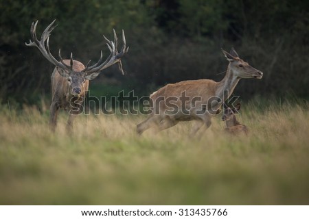 Red deer/red deer/Czech Republic