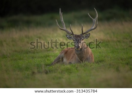 Red deer/red deer/Czech Republic