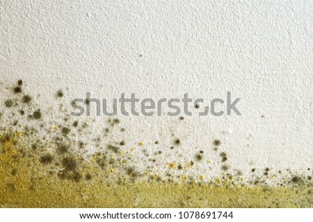 Mold on the wall 商業照片 © 