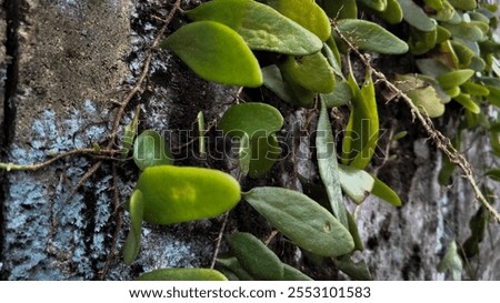 Similar – Image, Stock Photo Beautiful scale with plants in summer